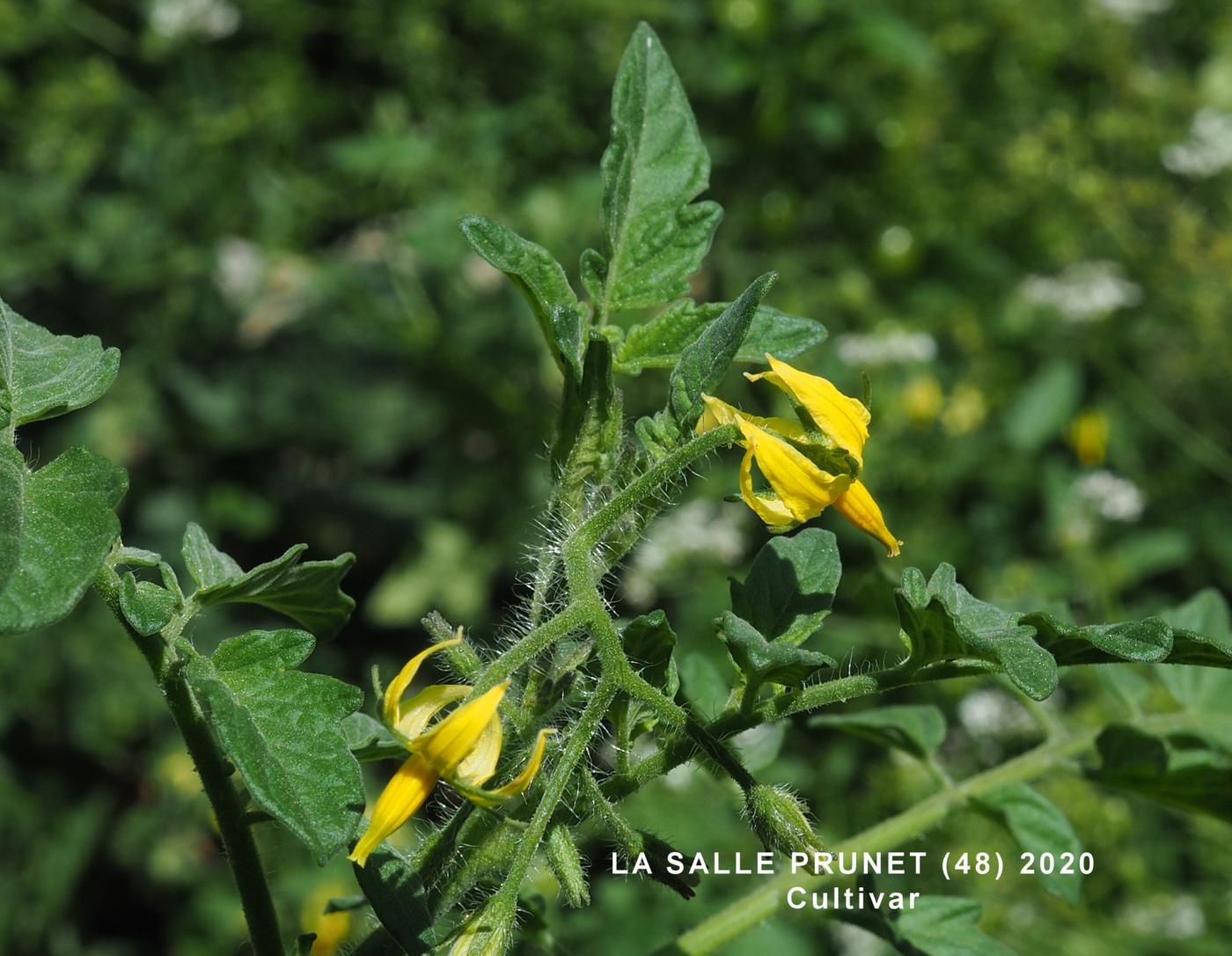 Tomato flower